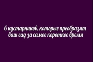 6 кустарников, которые преобразят ваш сад