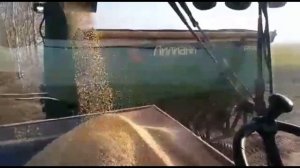 Плющение кукурузы комбайном KRONE BIG X 770