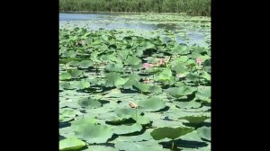 Райский цветок – лотос. Почему райский?