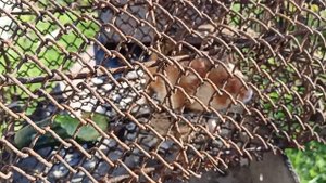 Карбыш - дикий хомяк