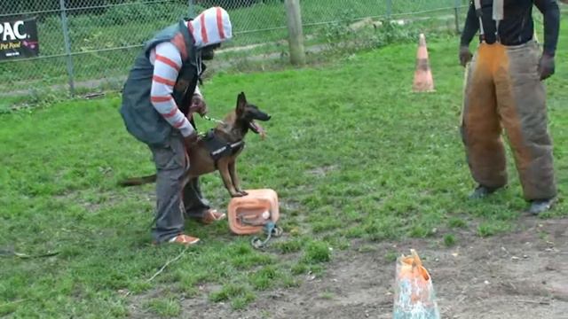 Мондьоринг охрана вещи с двумя поводками от Херве