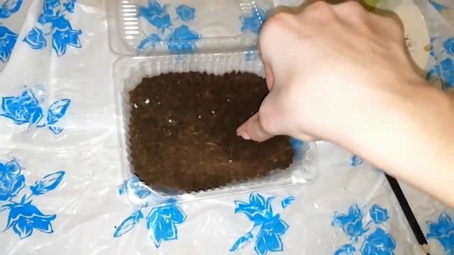 В первые садим финики смотреть онлайн