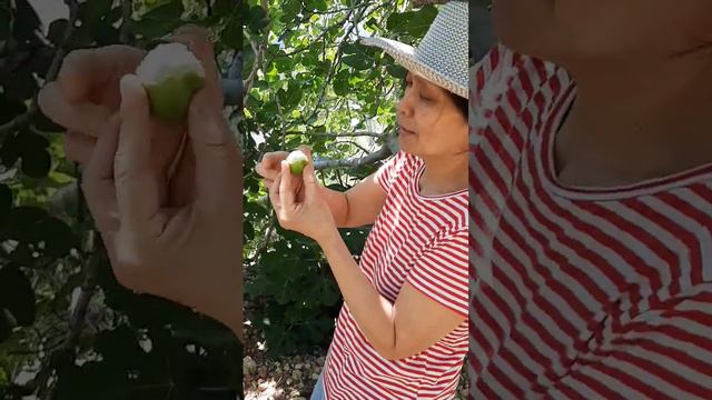 Amazing fig season#best #healthyfruit #fruit #healthy  #nature #satisfying #naturelovers #yummy