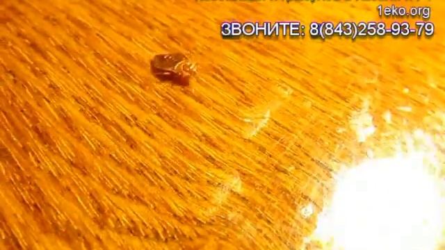 Как выглядят постельные, домашние клопы