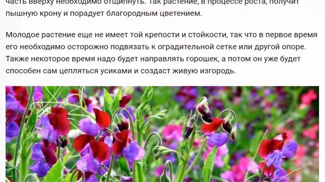 Душистый горошек  Красивые и душистые растения для дома и сада