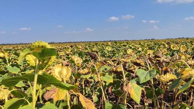 Подсолнечник Кречет?(Щелково Агрохим) 28.08.2023