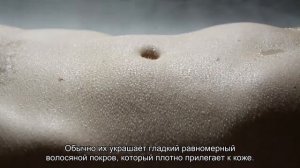 Пять пород кошек, которые почти не линяют