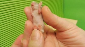 #ОПРЕДЕЛЯЕМПОЛПЕСЧАНОК#МАРИМИСТИК ПЕСЧАНКИ 11 И 12 ДНЕЙ #САМЕЦИЛИСАМКАПЕСЧАНКА#ПЕСЧАНКАМОНГОЛЬСКАЯ#