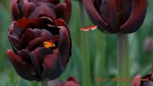 Тюльпан махровый Пальмира (tulipa tyulpan) ? Пальмира обзор: как сажать, луковицы тюльпаны Пальмира