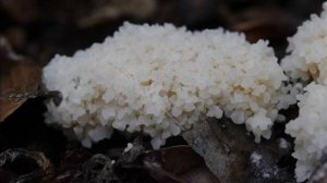 Mucilago crustacea