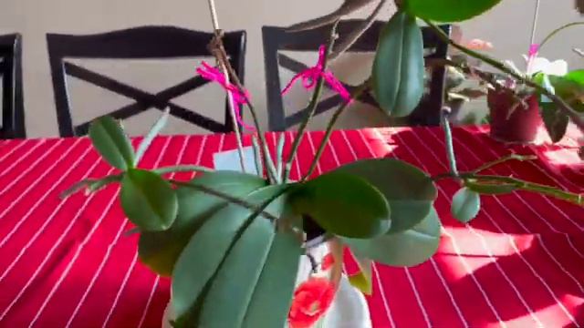 ✅Actualización de la Orquídea Phalaenopsis Prolífica🤯🌱🌱🌱🌸🌸🌸 смотреть онлайн