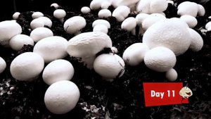 ? Система вентиляции камеры для выращивания грибов шампиньона #DENLife