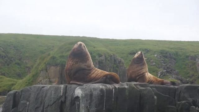 Рык сивуча (Мыс Сивучей, Камчатка) смотреть онлайн