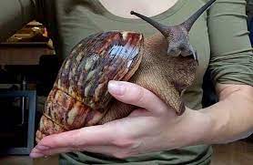 Гигантская африканская сухопутная улитка рода Ахатина в домашних условиях смотреть онлайн