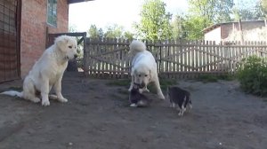 Польская подгалянская овчарка(Большая белая нянька)