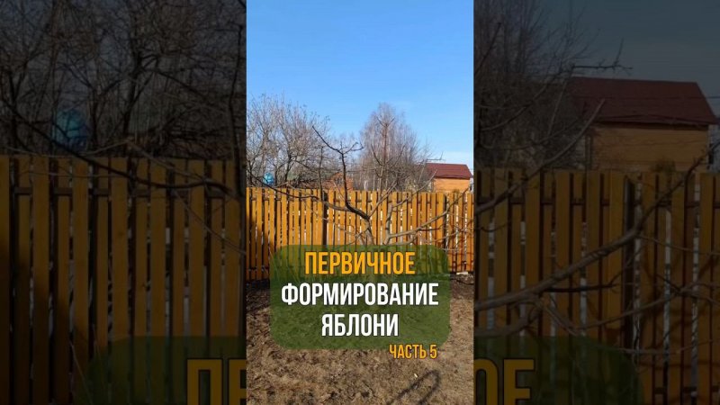Первичное формирование яблони. Часть 5.