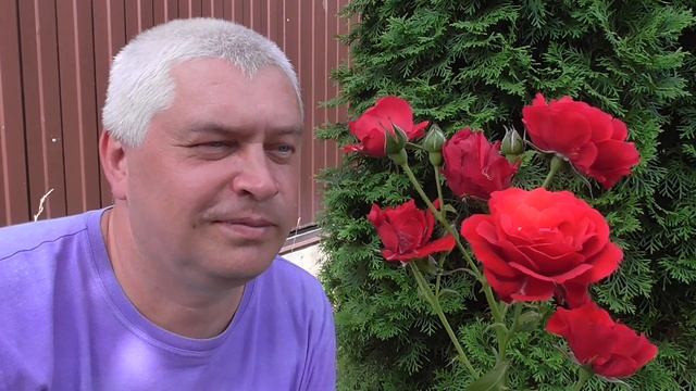 Человек и цветы красная роза смотреть онлайн