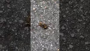 оса против пчелы wasp vs bees