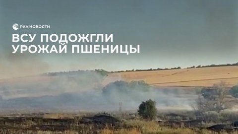 ВСУ подожгли урожай пшеницы в Запорожской области