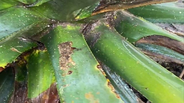 Jake Lustig on Stages of Maturation #4 Agave Maduro ENGLISH смотреть онлайн