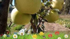 Яблоня обыкновенная Антоновка обыкновенная ? Посадка. саженцы, крупномеры яблони: особенности сорта