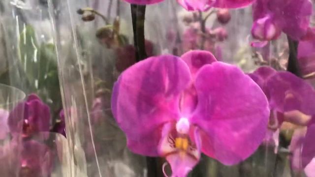 ОРХИДЕИ . Варшава OBI . Обзор смотреть онлайн