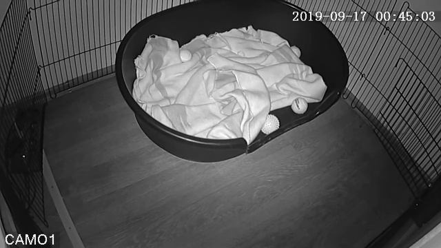 Питомник Я Такса смотреть онлайн