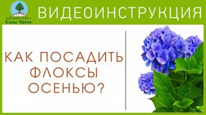 Как посадить флоксы осенью?