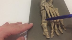 Анатомия скелета стопы (Скелет стопы)