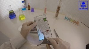 Капуста белокочанная Сто Одежек. Семена Алтая