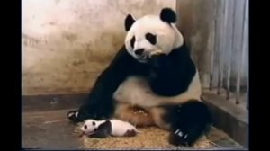 Панда чихает