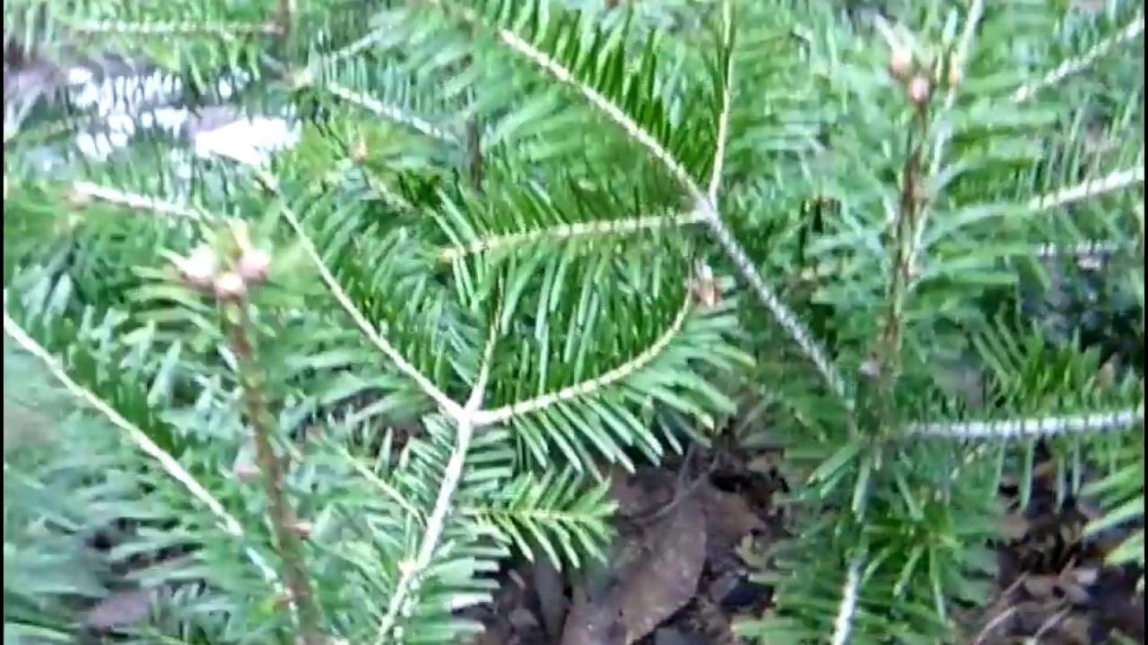 Пихта кавказская Нордмана. Где купить саженцы пихты?