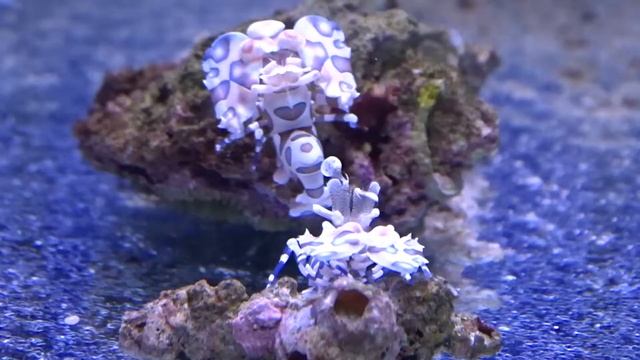 Креветка-арлекин пятнистая смотреть онлайн