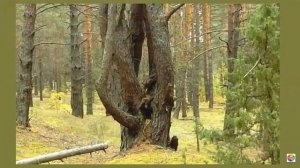 Прогулка в осеннем лесу  (муз.  Сергея Чекалина)