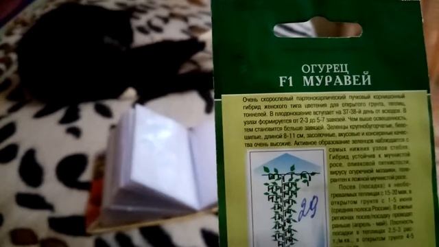 Огурчик " МУРАВЕЙ F1". Мои ЛЮБИМЫЕ СОРТА. 29.12.2019г. смотреть онлайн