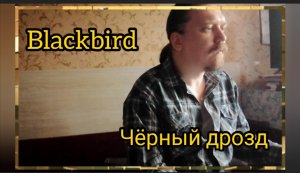 Чёрный дрозд © 2024