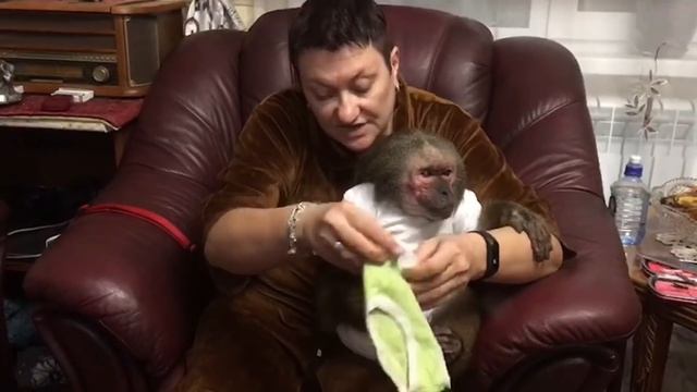 Банный вечер( домашние макаки) часть 1