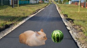 арбуз арбуз привет 
мем