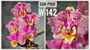 Phal. SON Pinif W-142 peloric 🌸 Красивейшая орхидея бабочка от азиатского садовника Son Ya 🤩 Обзор