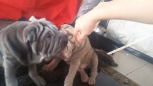 Щенки Шарпея для продажи! FOR SALE 2 boy lilak & blue.