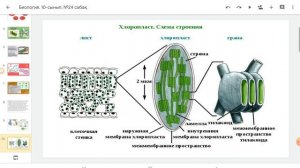 Биология. Цитоплазма, оның органоидтары қос мембраналы