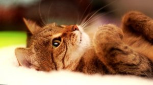 Мурчание кошки - музыка для котов