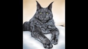 Как нарисовать кота - Мейн-Кун/How to draw - Maine coon