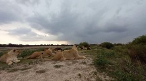 Видео для релакса. Все львы вместе!