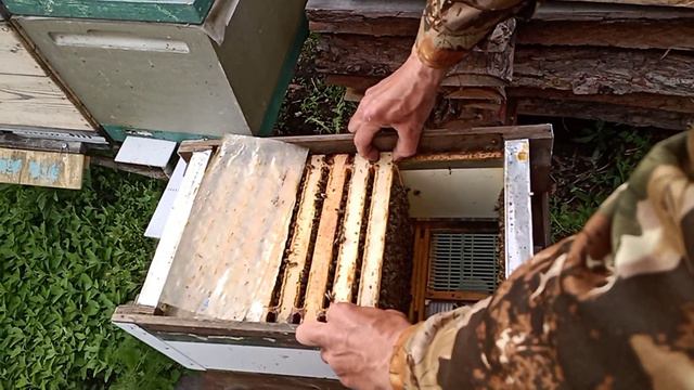 Заселяем жирные нуклеусы для облета маток на изолированном облетнике смотреть онлайн