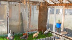 КУРЫ НА ДАЧЕ.ТАКИХ СТРАШНЫХ КУР У НАС ЕЩЕ НЕ БЫЛО. Но на яйценоскость это не отразилось, даже зимой