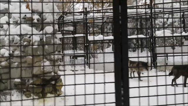 Канадские чёрные волки и гудзонские волки 03.01.2023