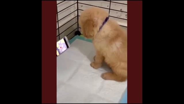 These funny and cute pets... | Эти забавные животные...#25 смотреть онлайн