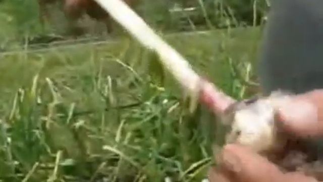 Осмотр урожая чеснока смотреть онлайн