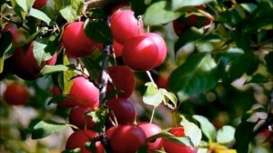 Опата: слива с вишневым вкусом!